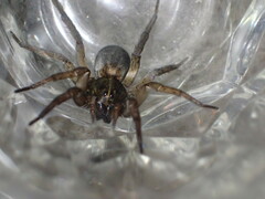 Tigrosa helluo