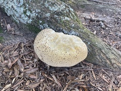 Pseudoinonotus