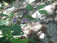 Vicia unijuga