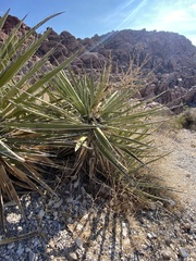 Yucca schidigera