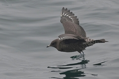 Stercorarius longicaudus