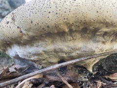 Pseudoinonotus
