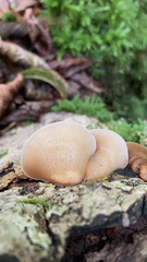 Panellus