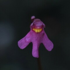Utricularia tenella