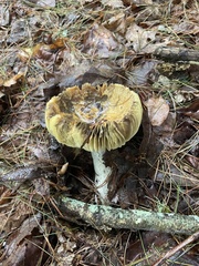 Tricholoma subsejunctum