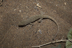 Mediodactylus sagittifer