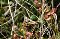 Omocestus viridulus