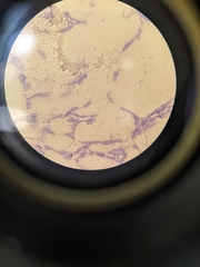 Enterobacteriaceae