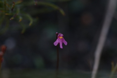 Utricularia tenella