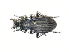 Carabus exaratus