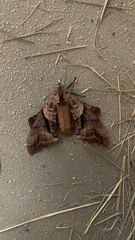 Paonias excaecata