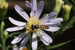 Sphaerophoria contigua