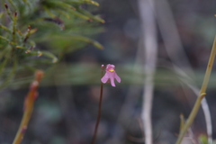 Utricularia tenella