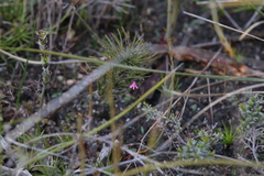 Utricularia tenella