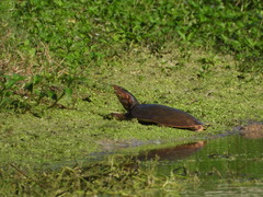 Apalone ferox