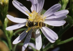 Sphaerophoria contigua