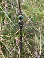 Cordulegaster boltonii