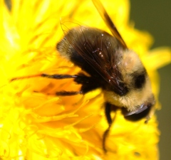 Eristalis flavipes