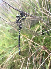 Cordulegaster boltonii