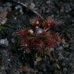 Drosera nitidula