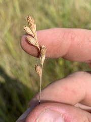 Carex brevior
