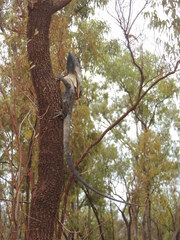 Chlamydosaurus kingii