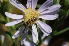 Sphaerophoria contigua