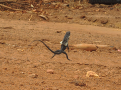 Chlamydosaurus kingii