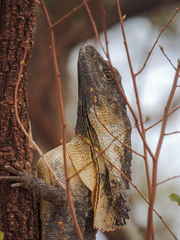 Chlamydosaurus kingii