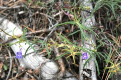 Penstemon gracilentus