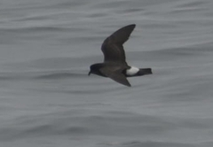 Hydrobates pelagicus