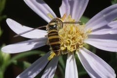 Sphaerophoria contigua