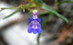 Penstemon gracilentus