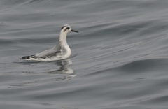 Phalaropus fulicarius