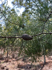 Pinus echinata