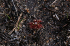 Drosera nitidula