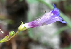 Penstemon gracilentus