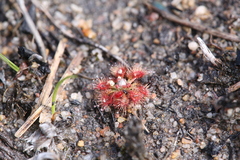Drosera nitidula