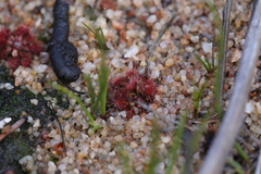 Drosera nitidula