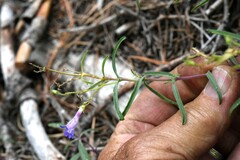 Penstemon gracilentus