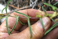 Penstemon gracilentus