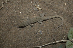 Mediodactylus sagittifer