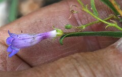 Penstemon gracilentus