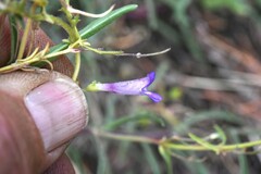 Penstemon gracilentus
