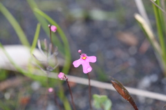 Utricularia multifida
