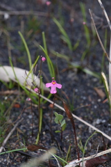 Utricularia multifida