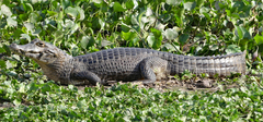 Caiman yacare