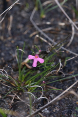 Utricularia multifida