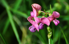 Lathyrus sylvestris