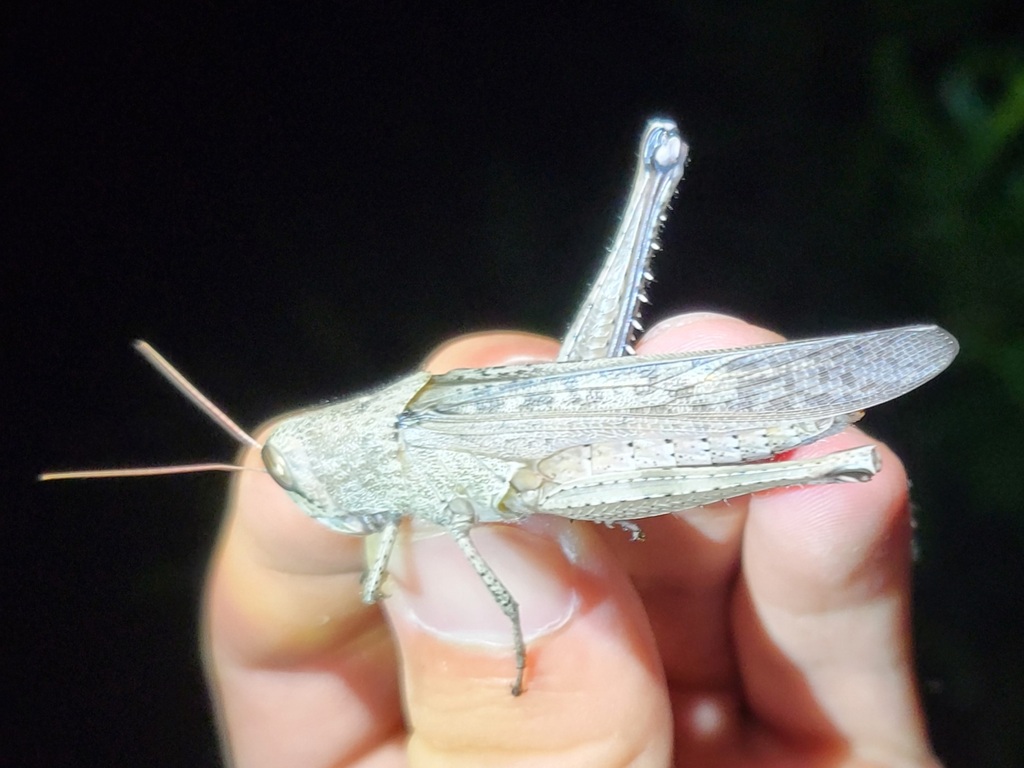 Rusty Bird Grasshopper